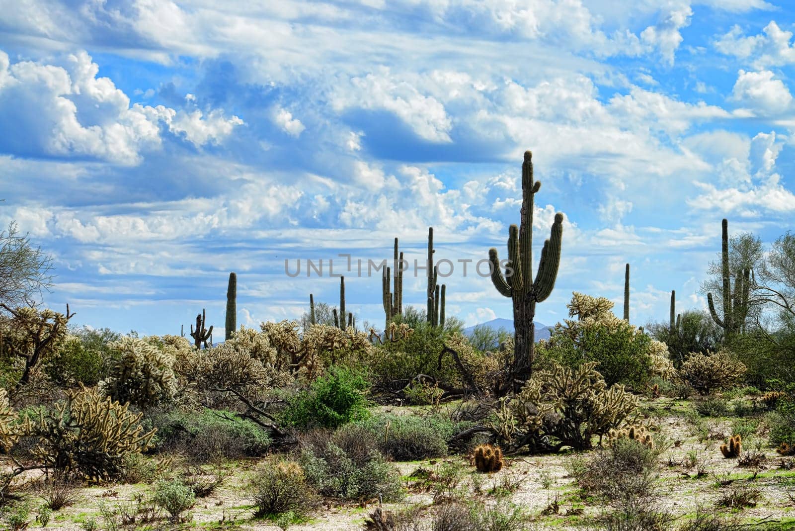 The Sonora desert in central Arizona USA