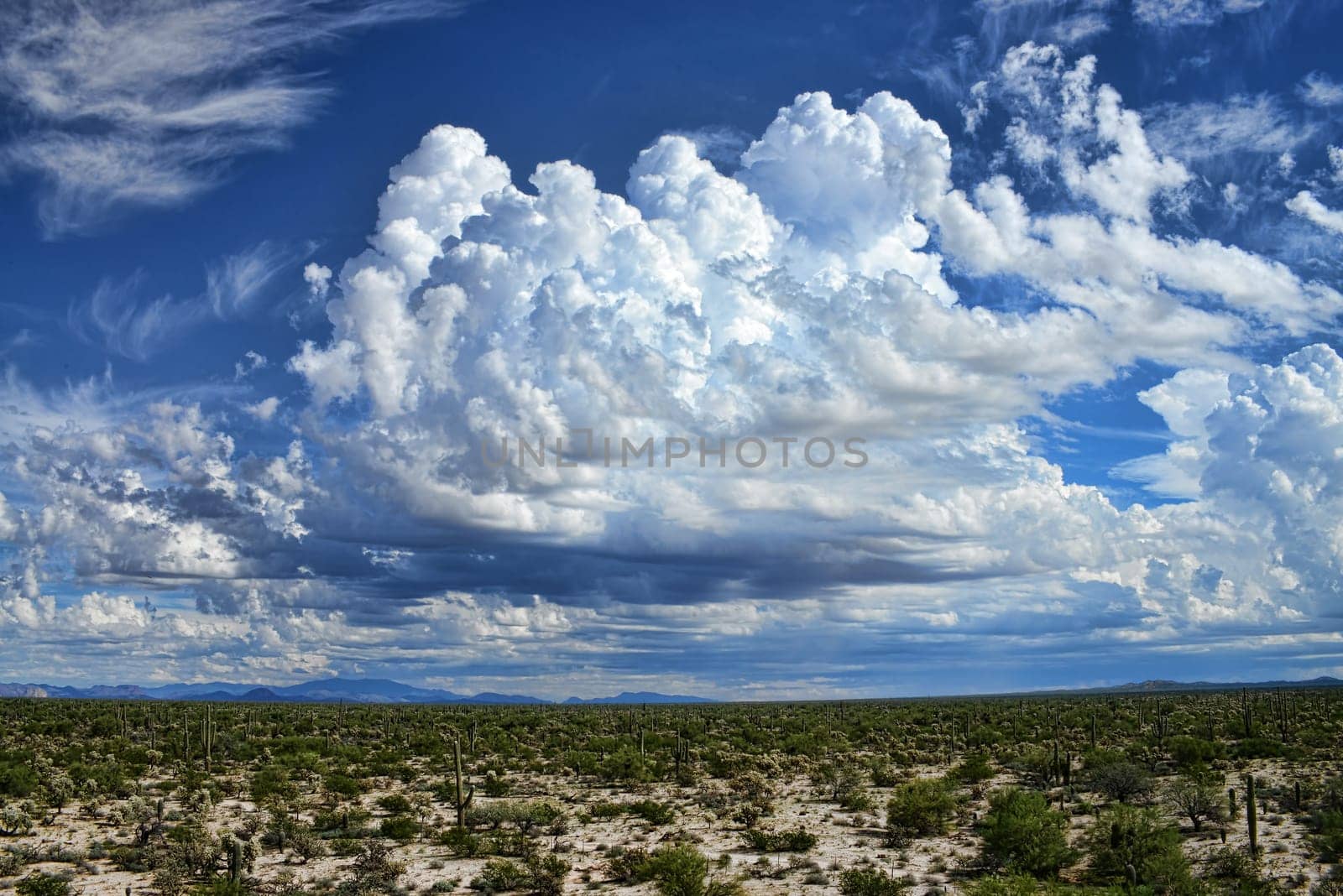 The Sonora desert in central Arizona USA