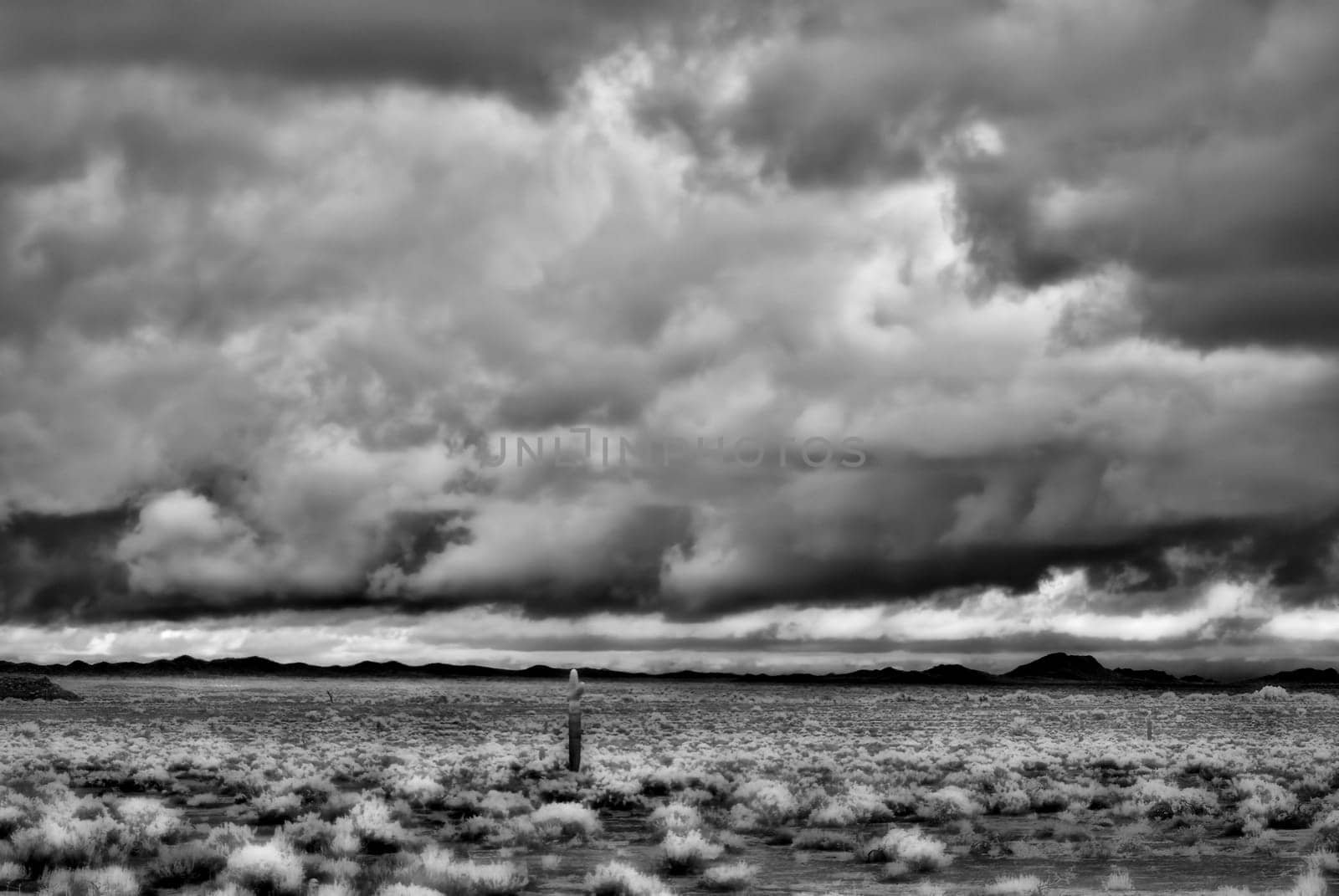 Sonora desert in Infrared central Arizona USA