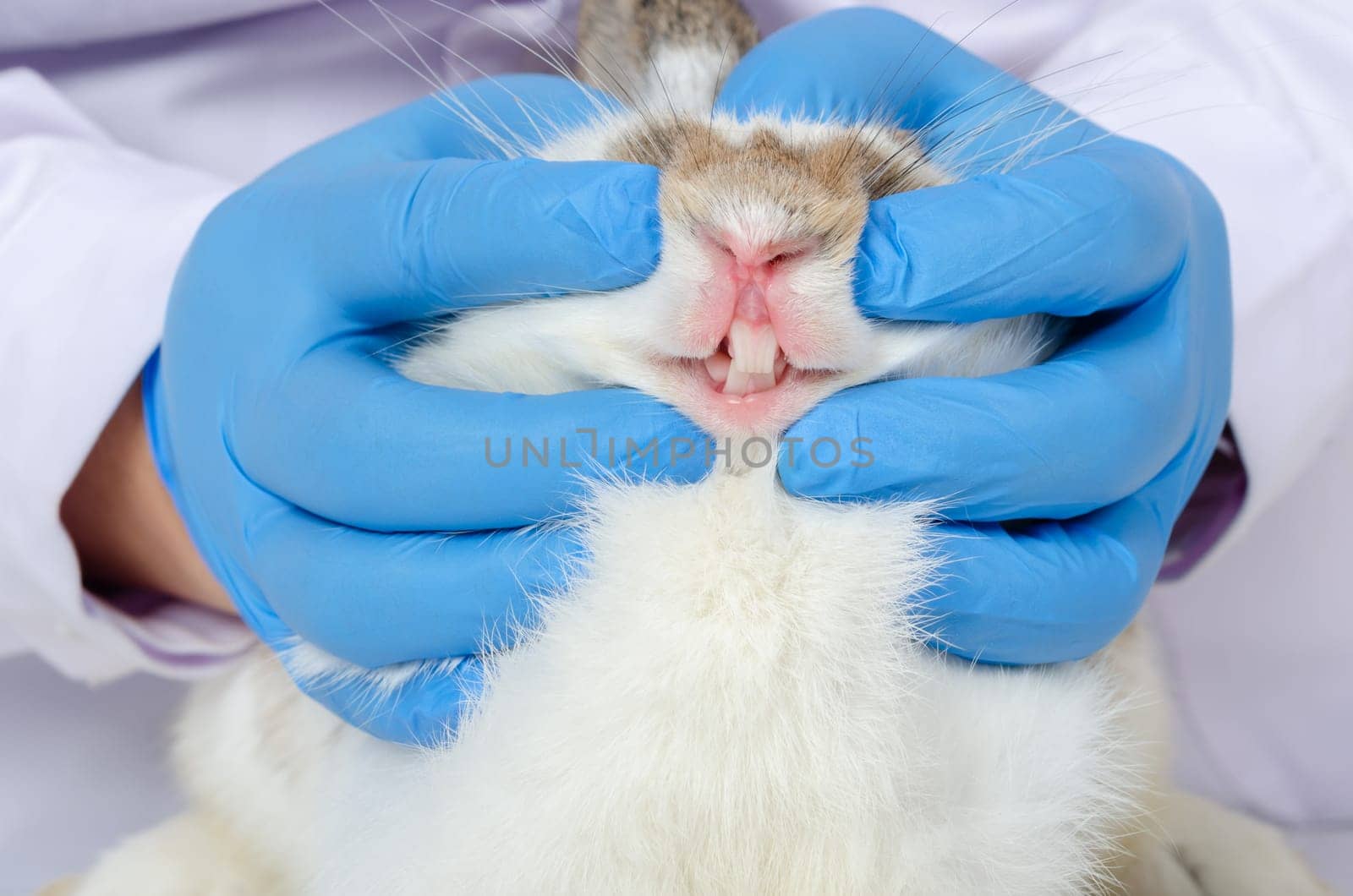 Veterinarian hands with blue glove checking or examining teeth and gum of white rabbit