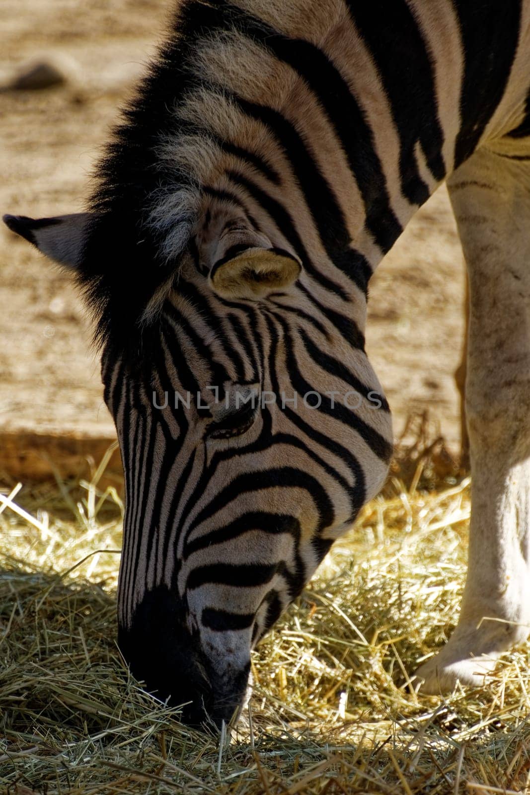 Zebra