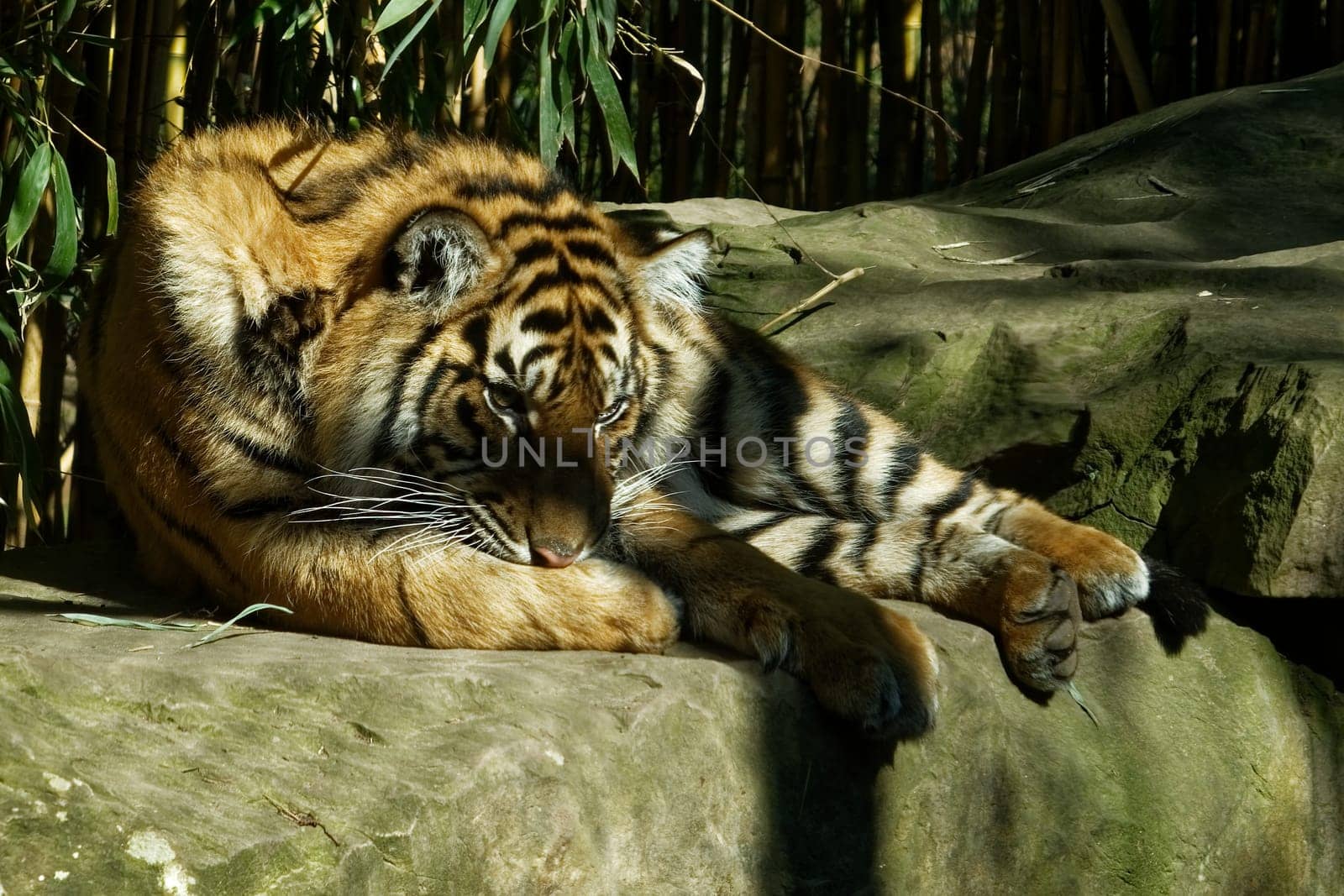 Tige
