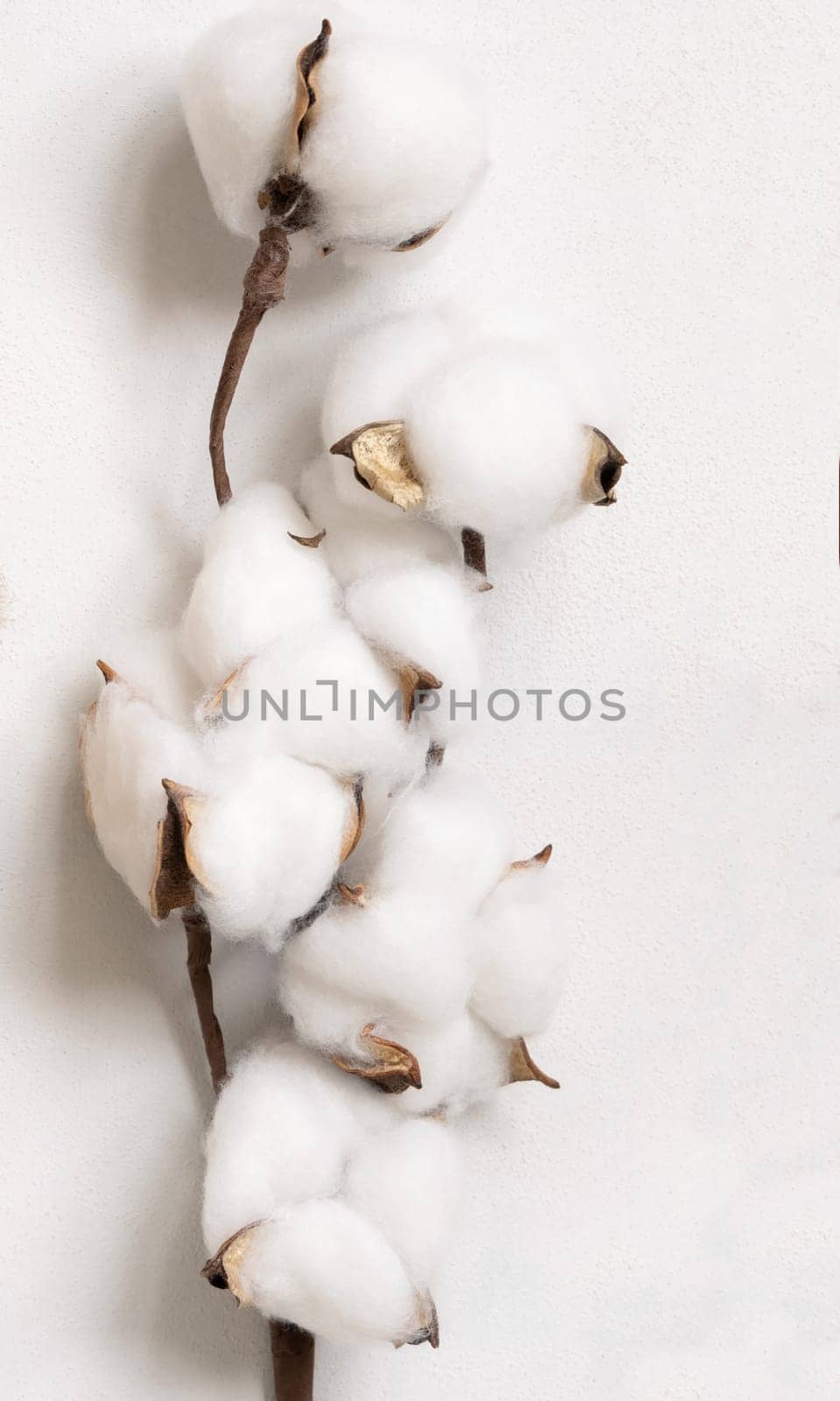 Cotton flowers branch on white table top view. Spring rustic, cottage chic or bohemian concept