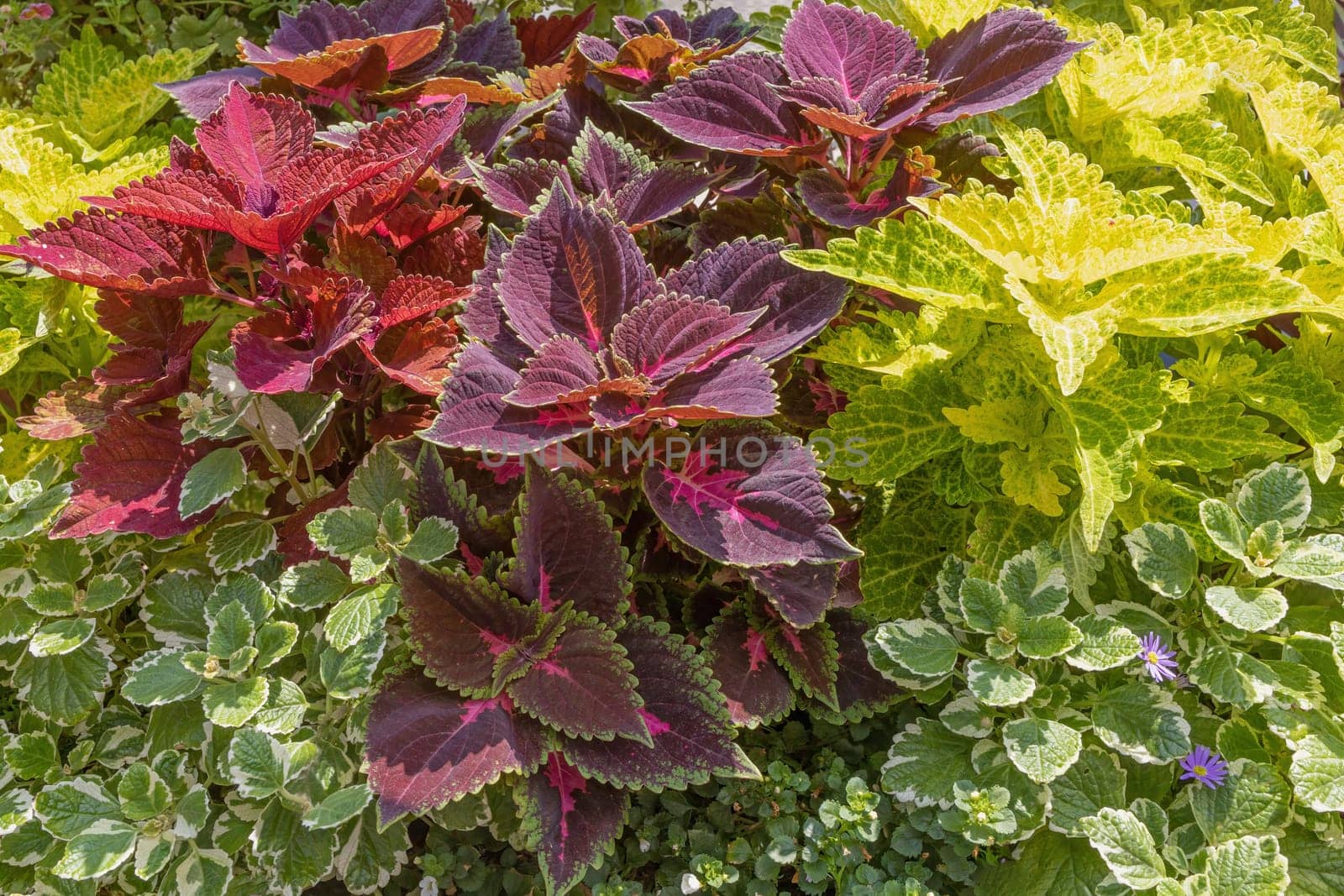 Beautiful red and green plant wall background created from Coleus Plant and other plants.