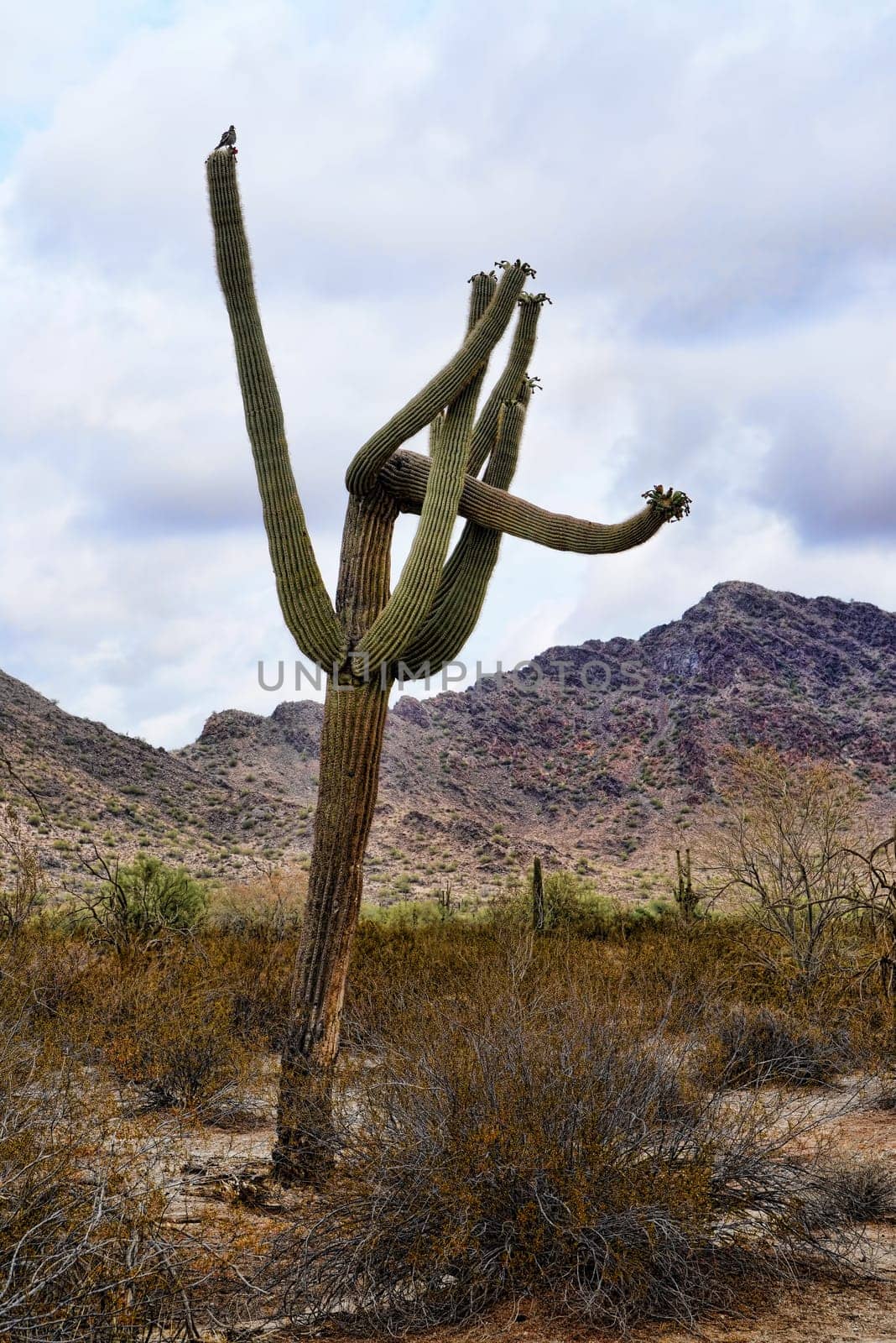 Saguaro Cactus cereus giganteus in Arizona Sonora desert