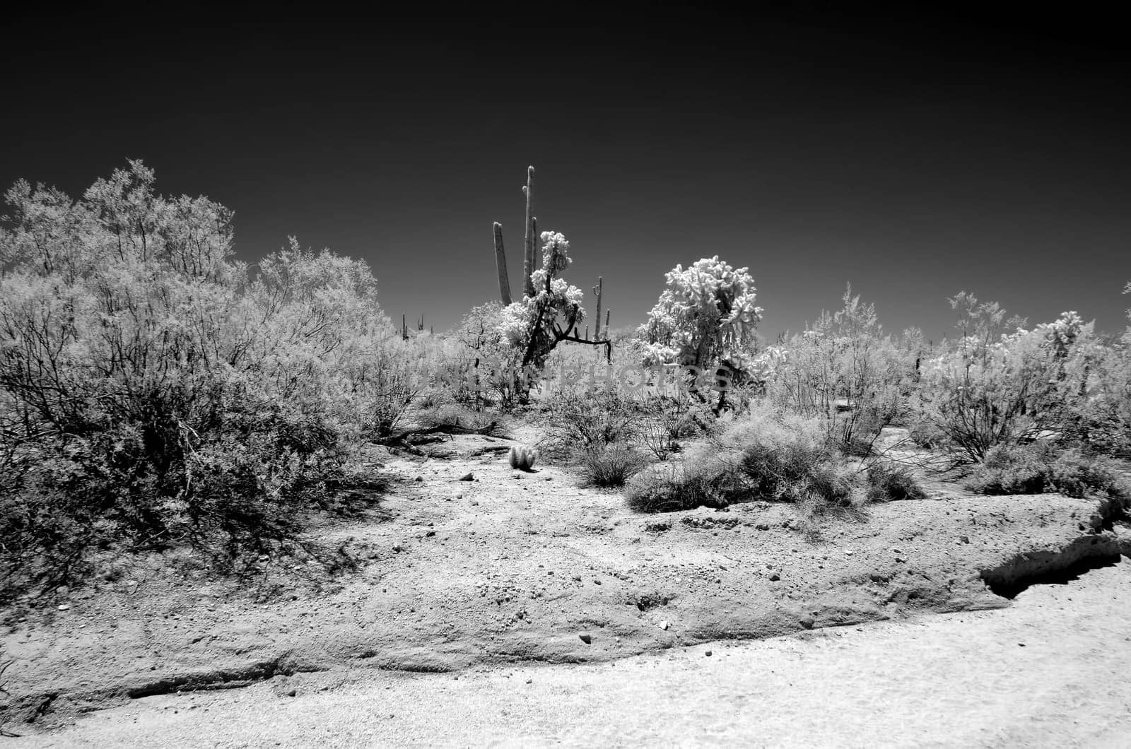 Sonora desert in Infrared central Arizona USA