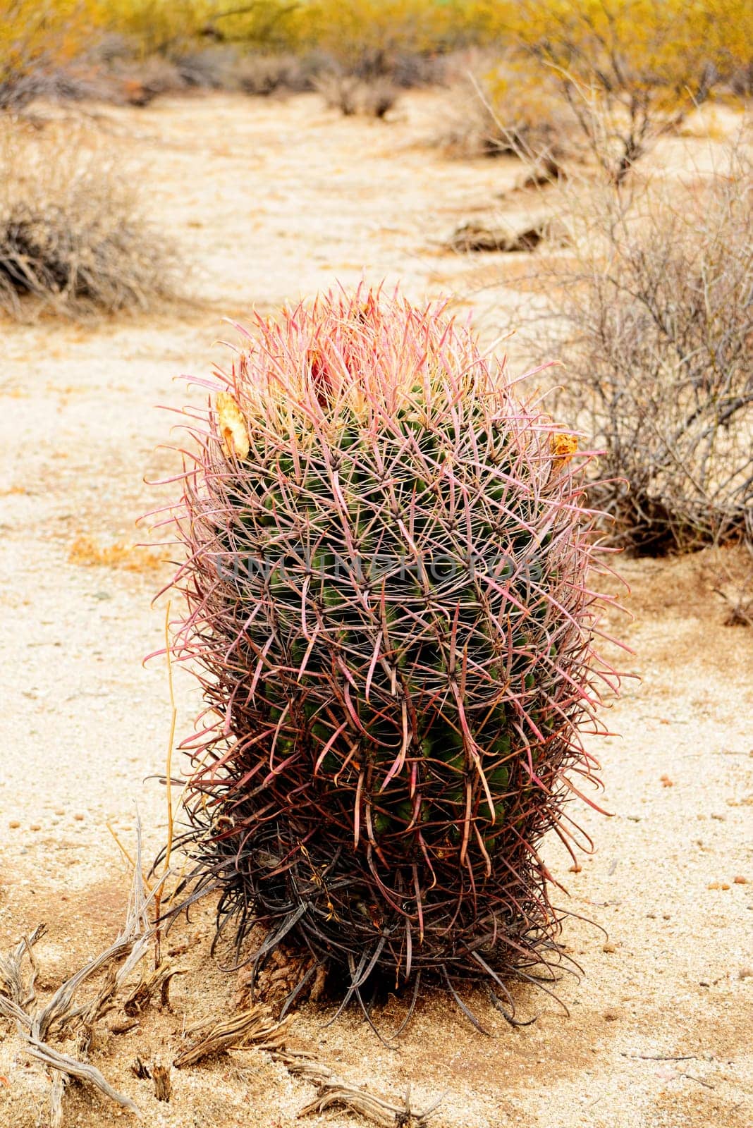 Barrel cactus Sonora desert and San Tan Mountains in central Arizona USA