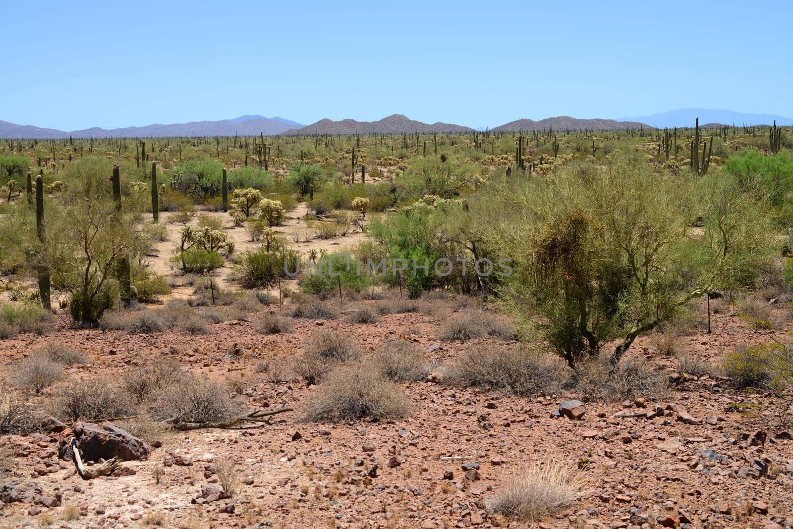 The Sonora desert and distant mountains in central Arizona USA
