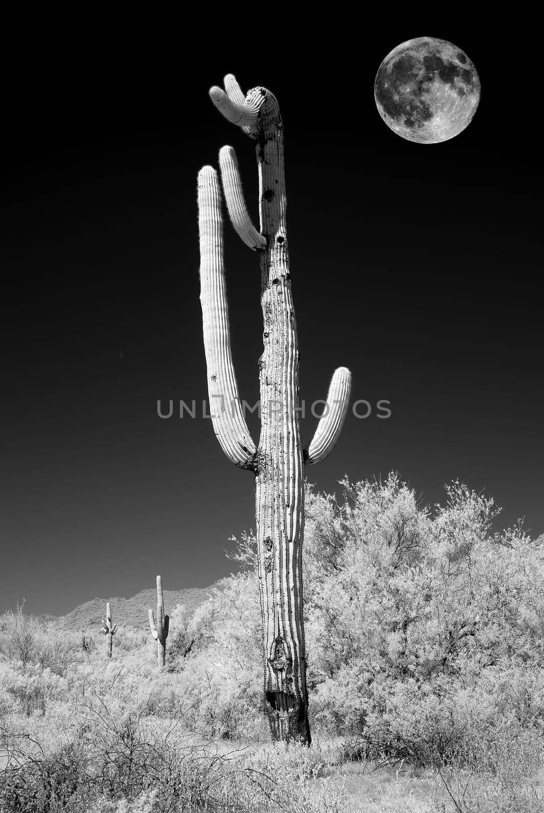 Infrared Moon rising Sonora desert saguar cactuse in central Arizona USA