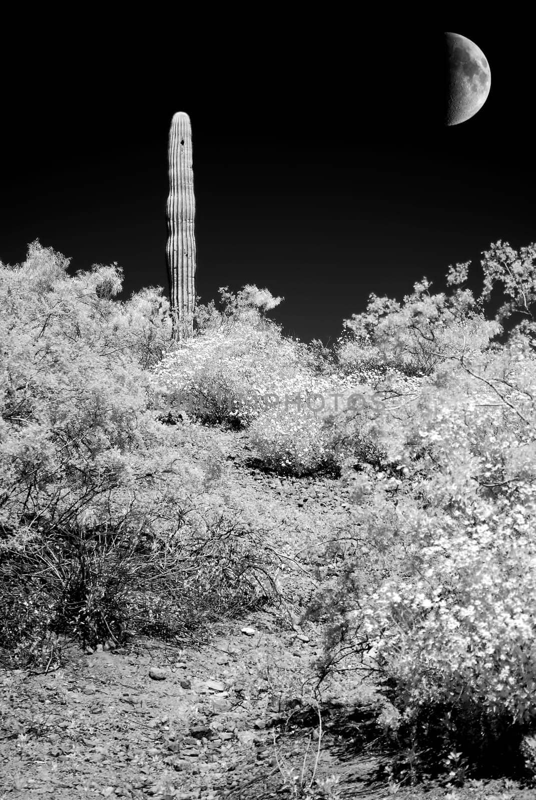 Infrared monochrome desert moon over the southwestern USA Sonora desert Arizona and mountains
