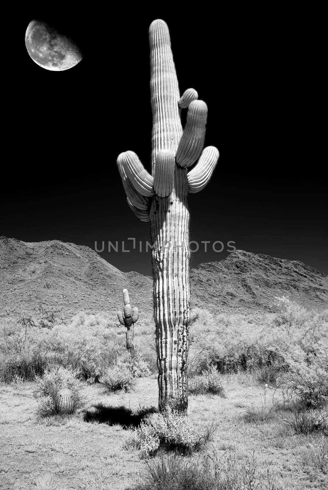 Infrared Moon rising Sonora desert saguar cactuse in central Arizona USA