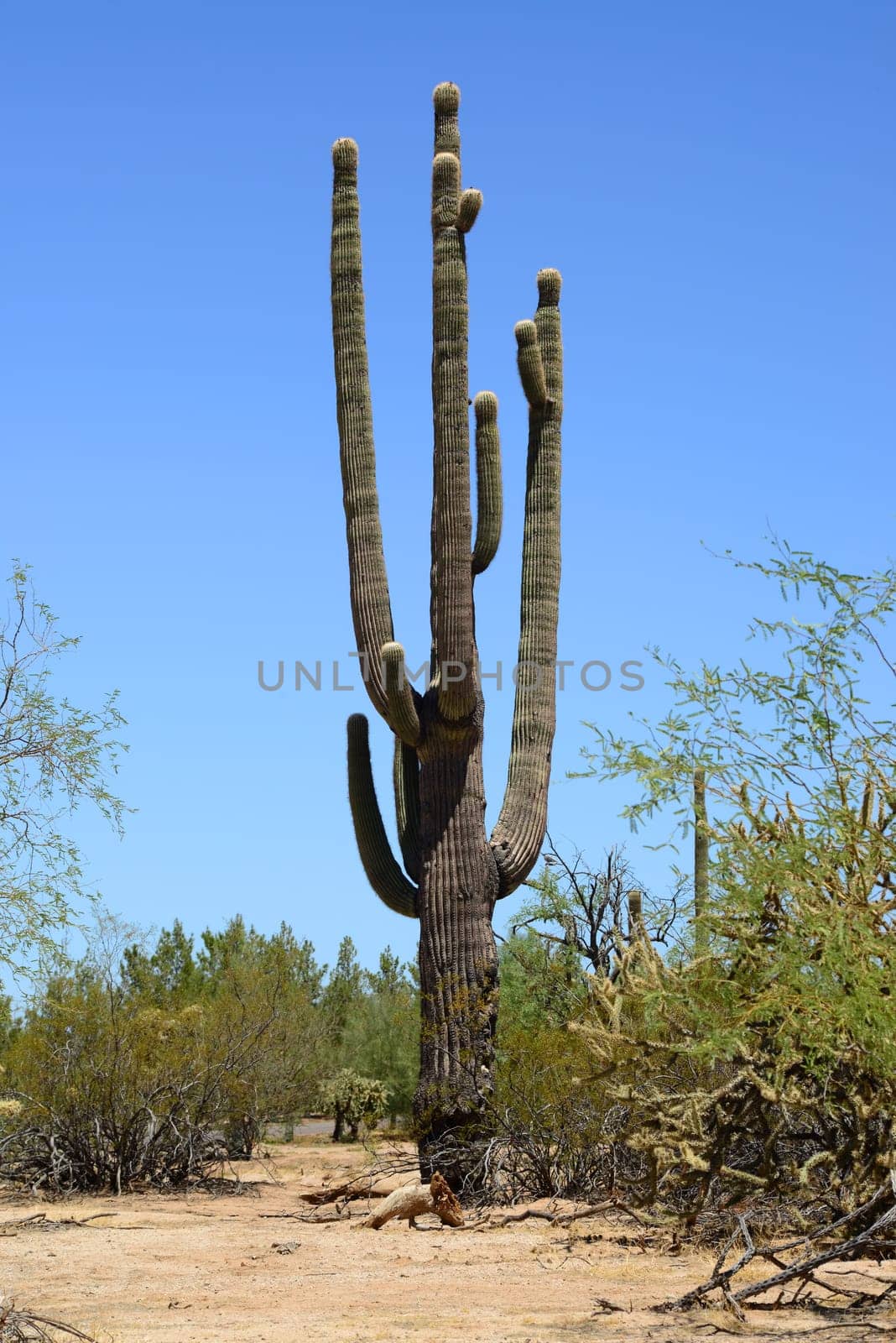 Saguaro Cactus cereus giganteus in Arizona Sonora desert