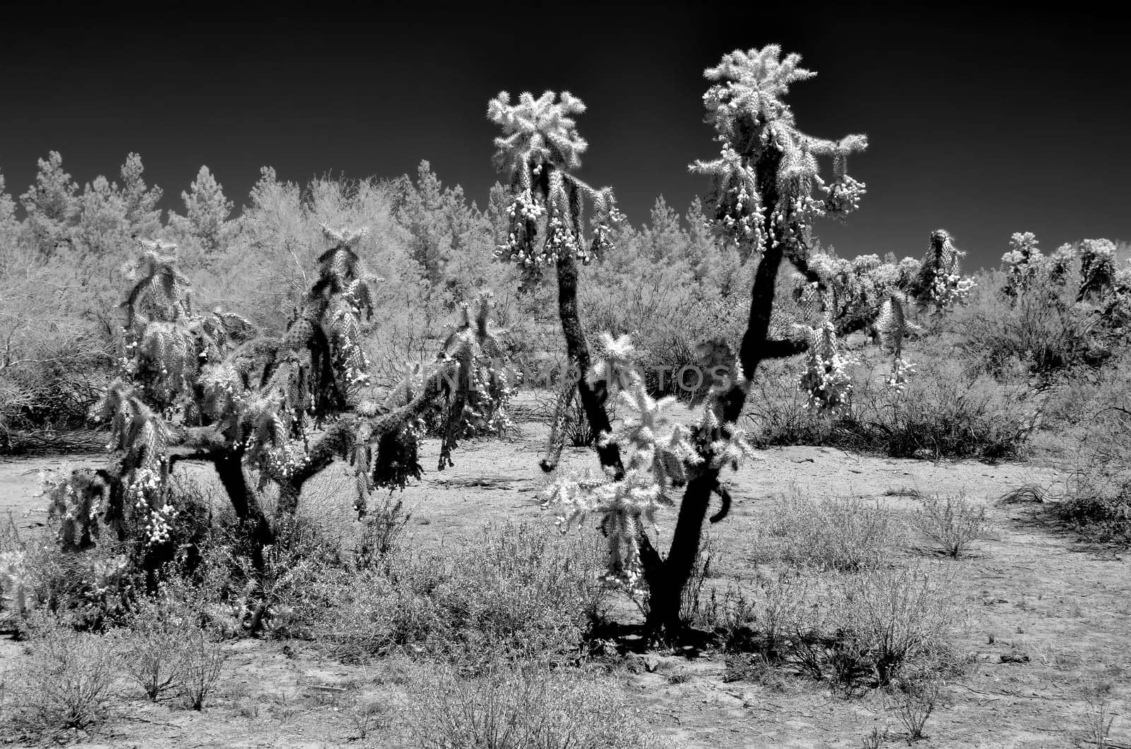 Infrared monochrome image of Cholla cactus Sonora Desert Arizona