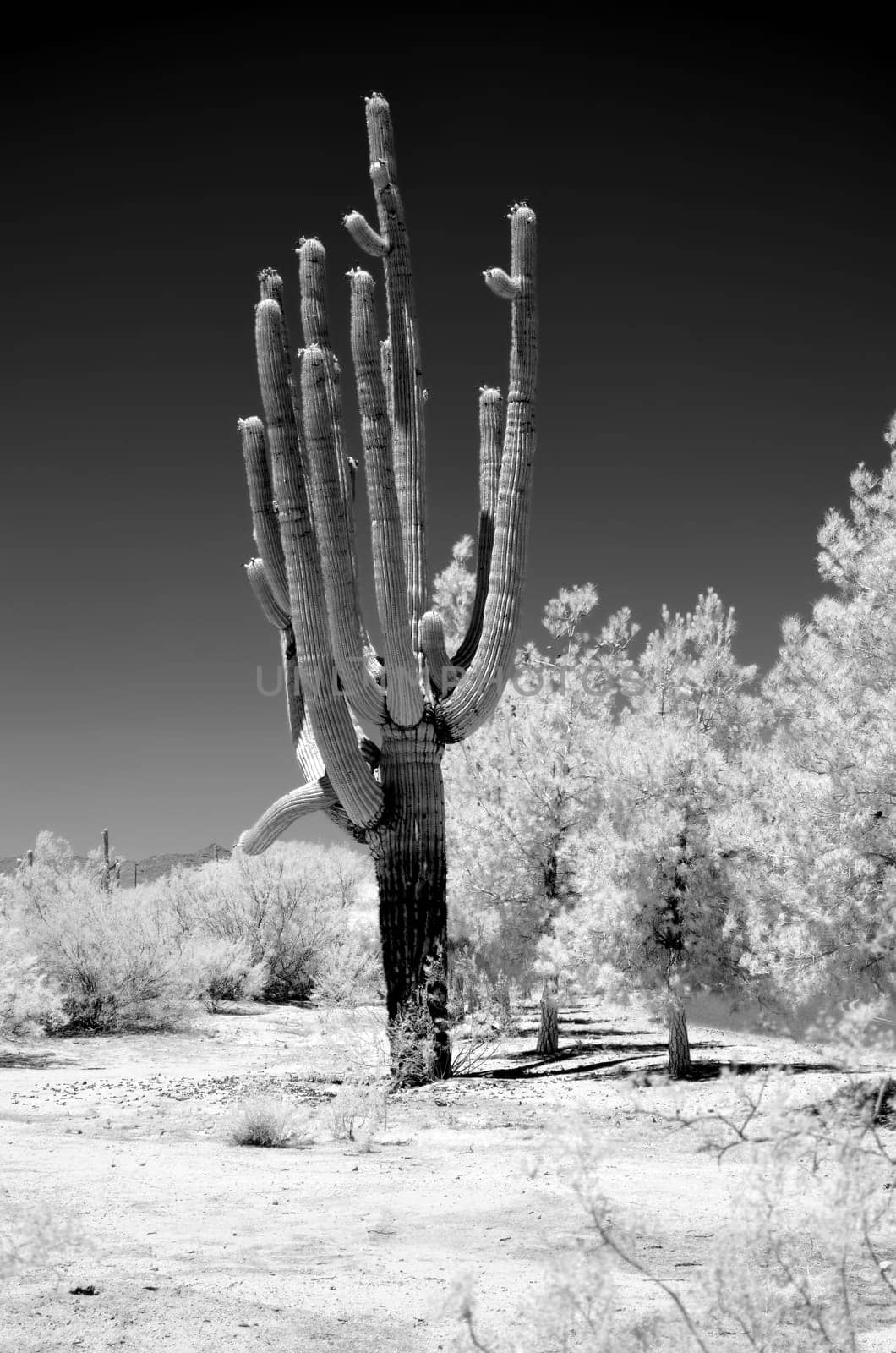 Infrared Saguaro Cactus cereus giganteus in Arizona Sonora desert