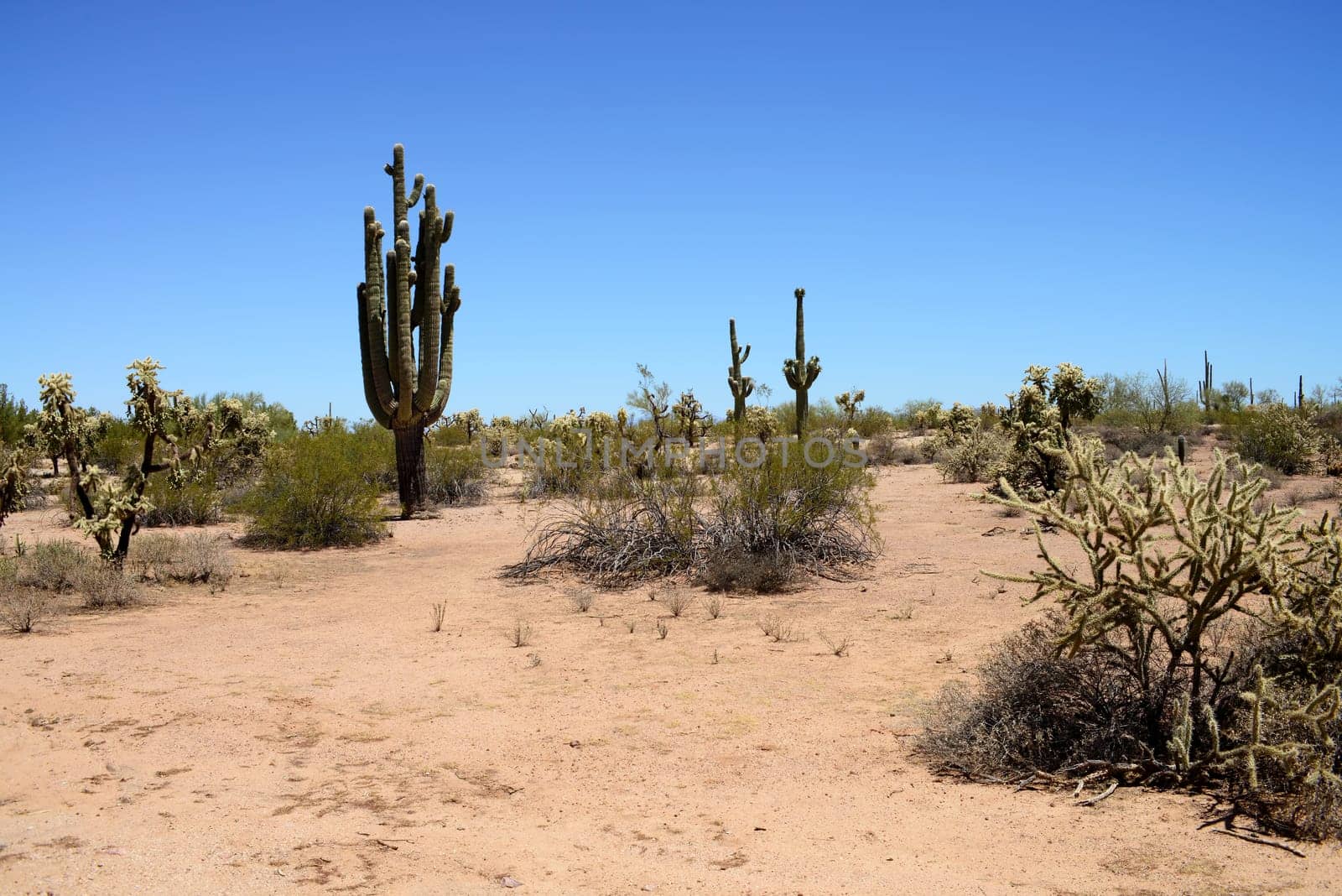 The Sonora desert in central Arizona USA