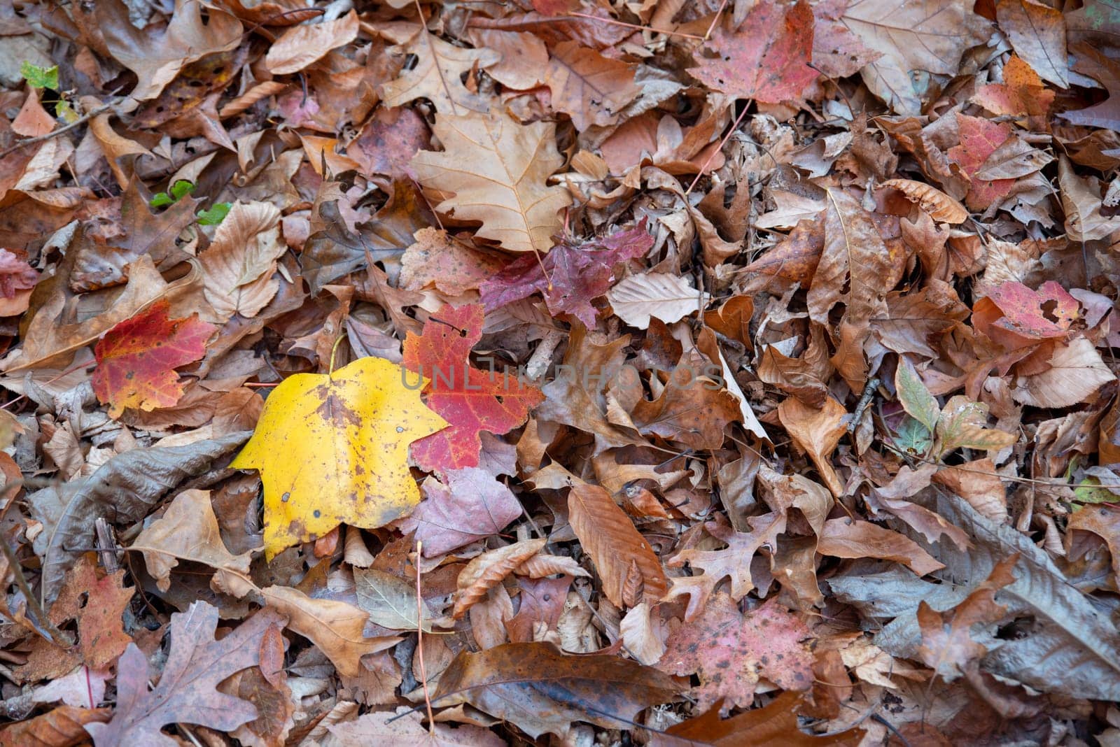 Red, yellow and brown leaves cover the forest floor with textures and shapes in theis nature background image with no people and copy space. Natural sunlight. Exccellent fall colors and concept.