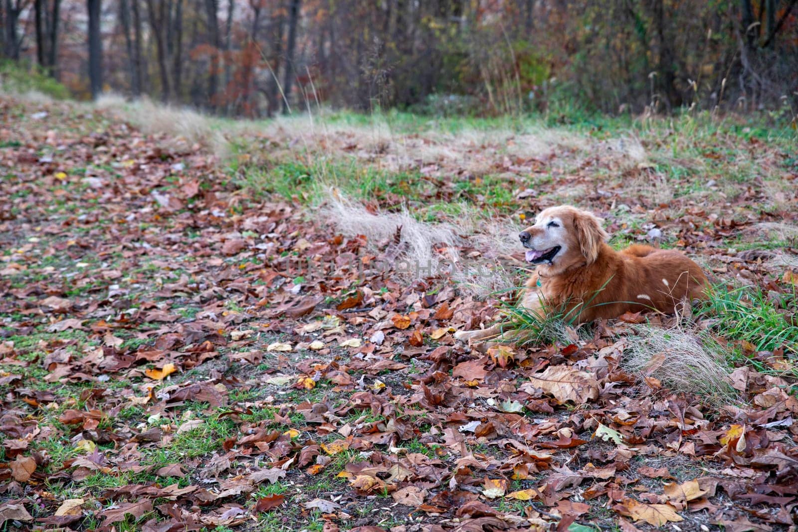 Happy Golden Retriever rests in idyllic autumn landscape scene with fall foliage on the ground and woodland background. Natural light, no people, with copy space.