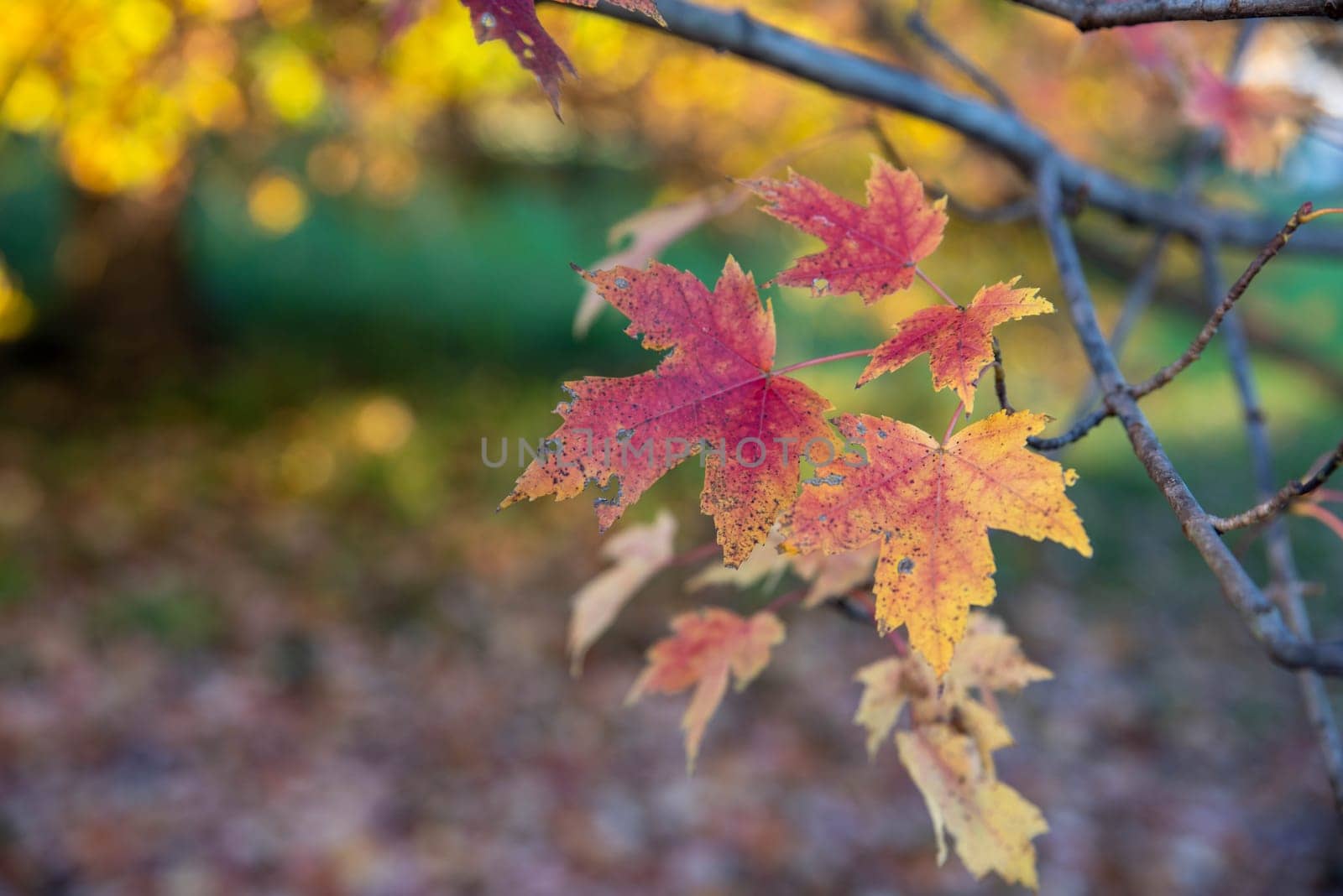 Beautiful red and yellow maple leaves in the autumn golden hour sunshine. closeup of leaves on branches with bokeh defocused nature background with copy space and no people.