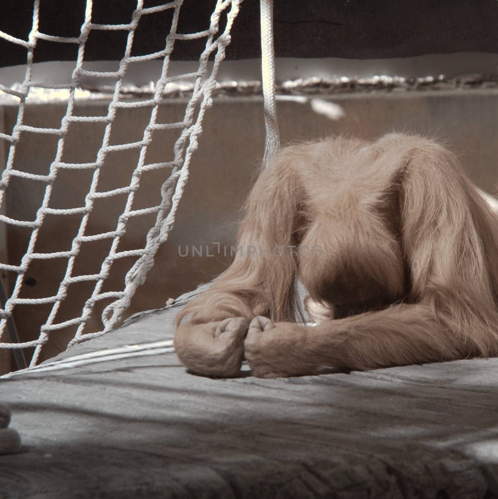 Very sad looking Orangatang lying on a platform