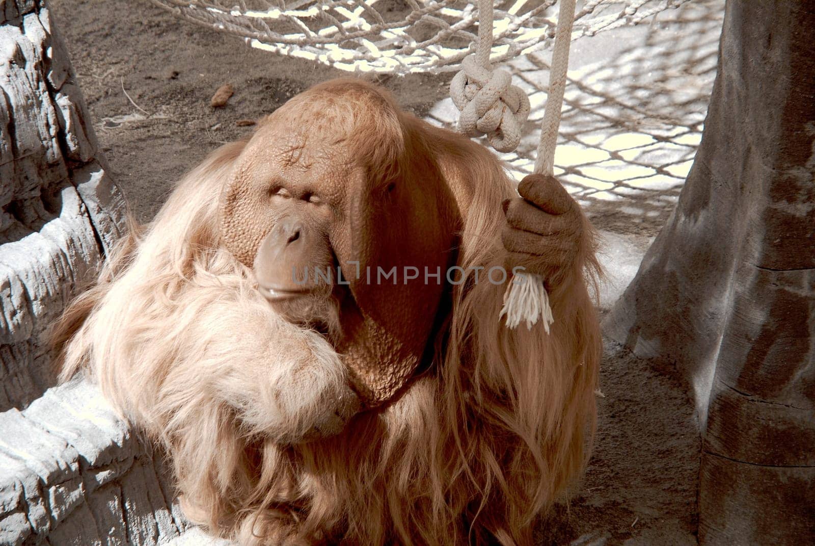 Very sad looking Orangatang holding onto a rope