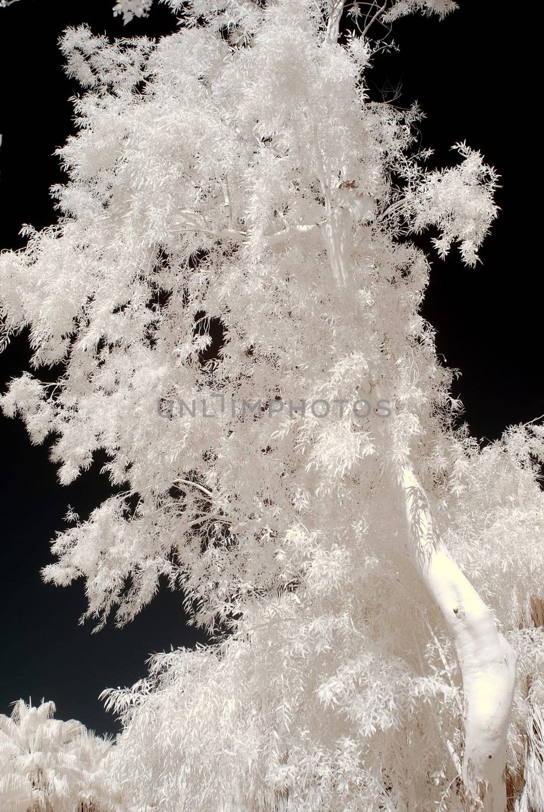 Color Infrared tree covering the entire frame