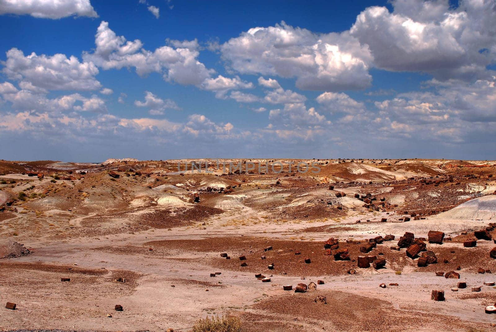 Petrified forest Arizona alien desert landscape national forest