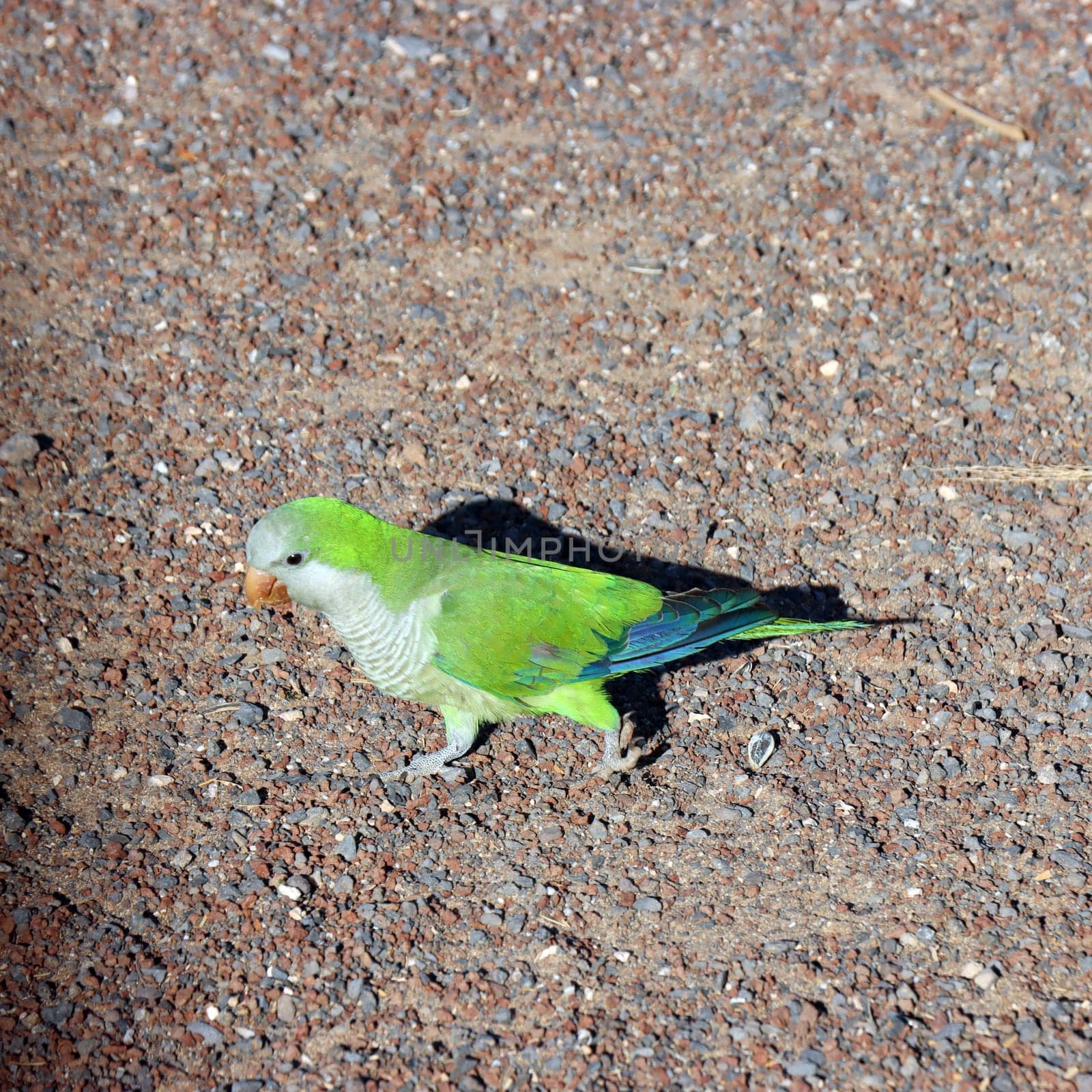 Mönchssittich (Myiopsitta monachus), Neozoon in Fuerteventura, Spanien, Jandia Playa