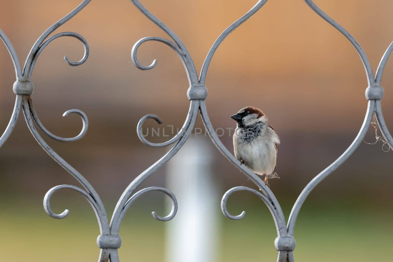 A sparrow sits on a metal door and looks to the side against a blurred background