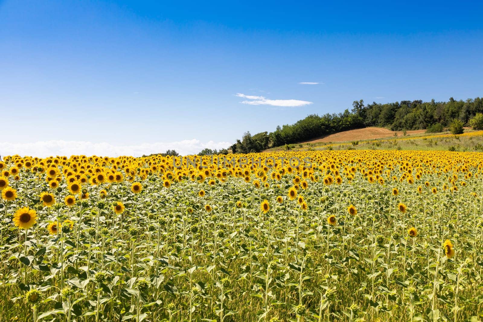 Sunflowers field in Italy. Scenic countryside in Tuscany with deep blue sky.