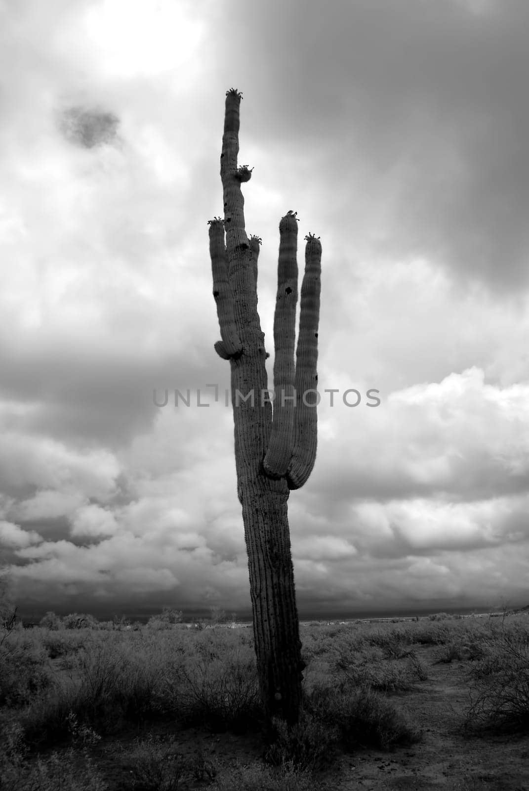 Sonora desert in Infrared central Arizona USA