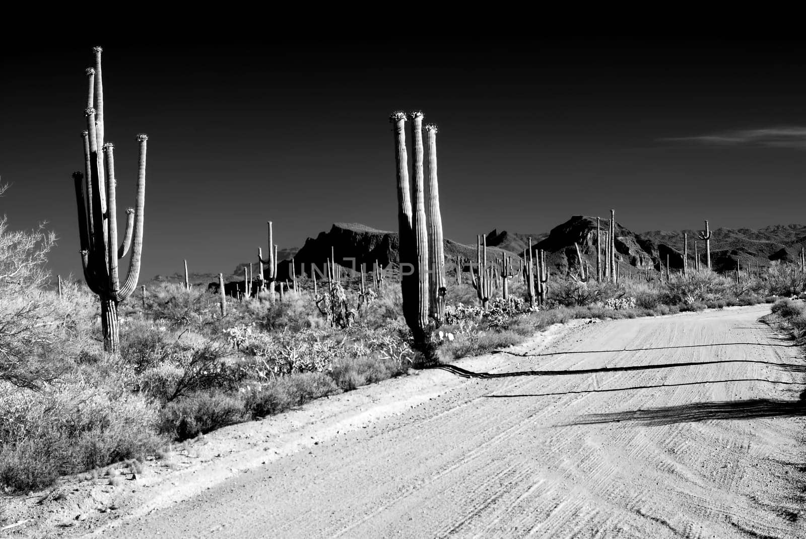 Infrared Early morning Sonora desert road with saguaro cactus