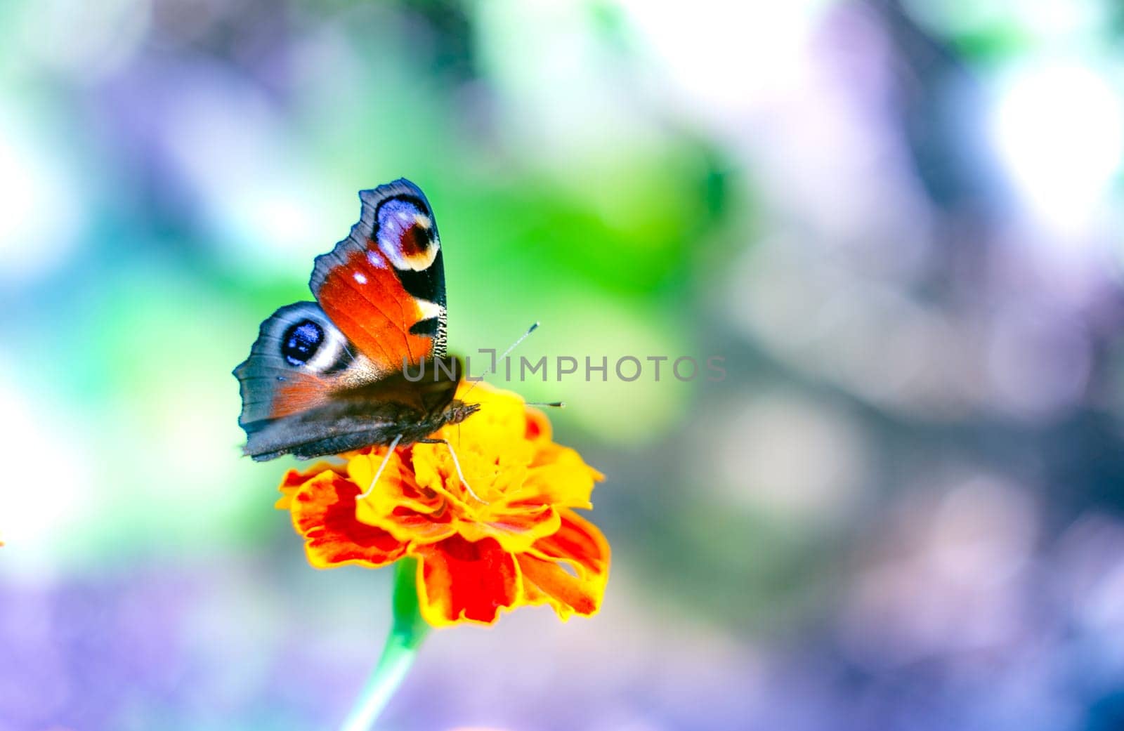 European peacock butterfly on tagete over purple background
