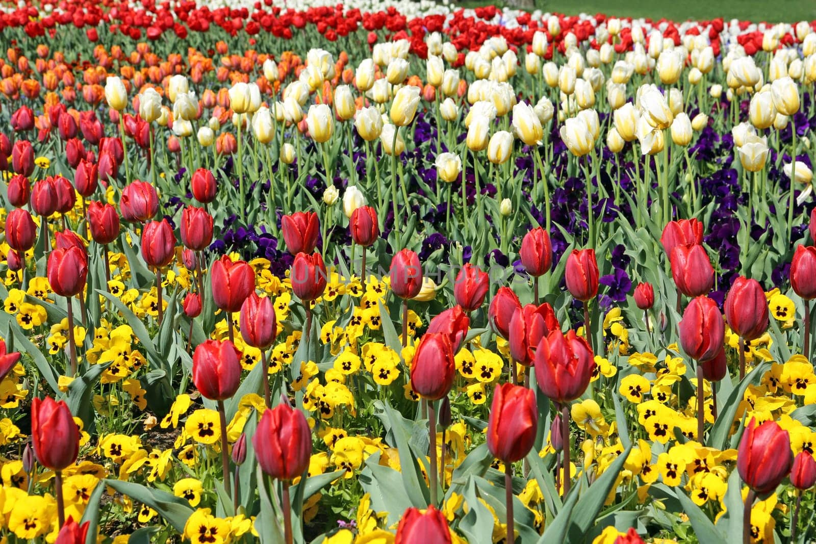 Flowerbed of wonderful different Spring Tulips