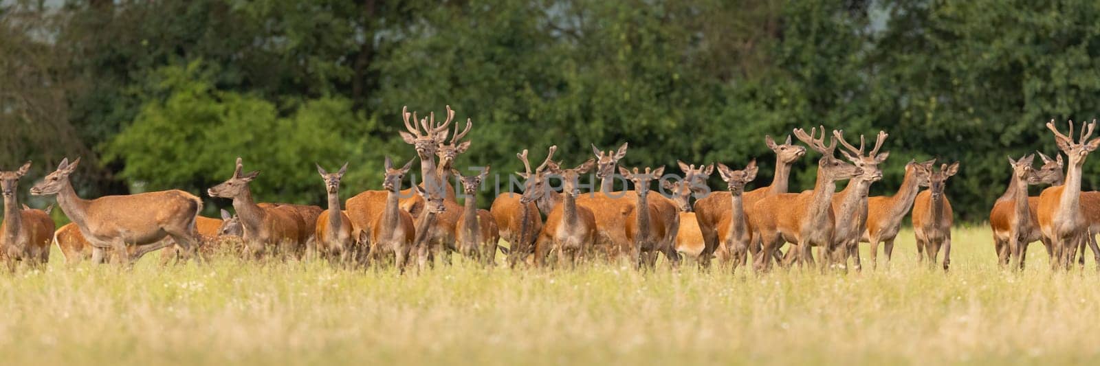 Group of red deer, cervus elaphus, looking on green field in summer. Bunch of males and females standing on grassland in panoramic shot. Many antlered mammals walking on glade.