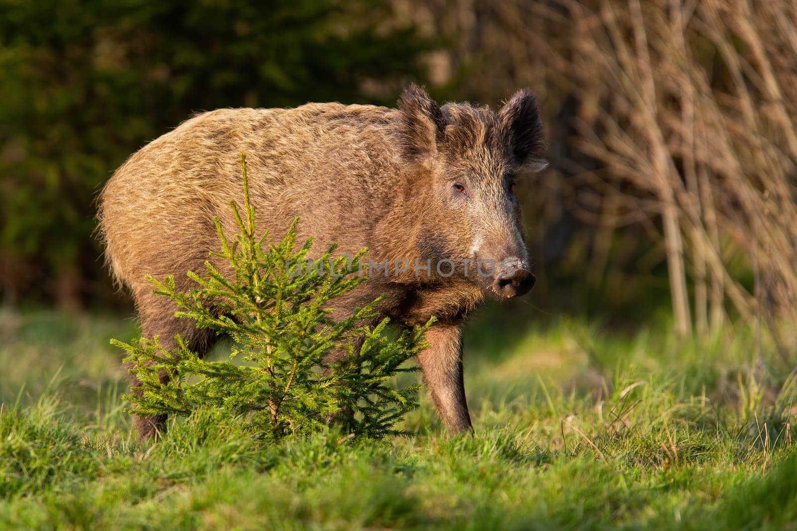 Single wild boar, sus scrofa, standing behind a young tree in warm evening light. Spring nature scenery with mammal hiding in green vegetation. Animal wildlife in wilderness.