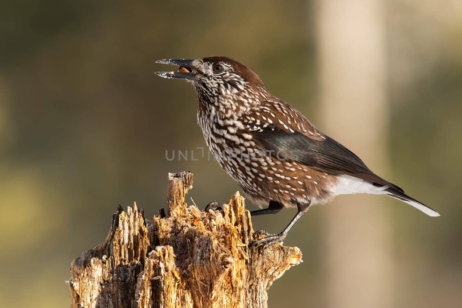 Spotted nutcracker, nucifraga caryocatactes, sitting on wood in spring nature. Brown bird holding berry in beak from side. Feathered animal looking on tree.