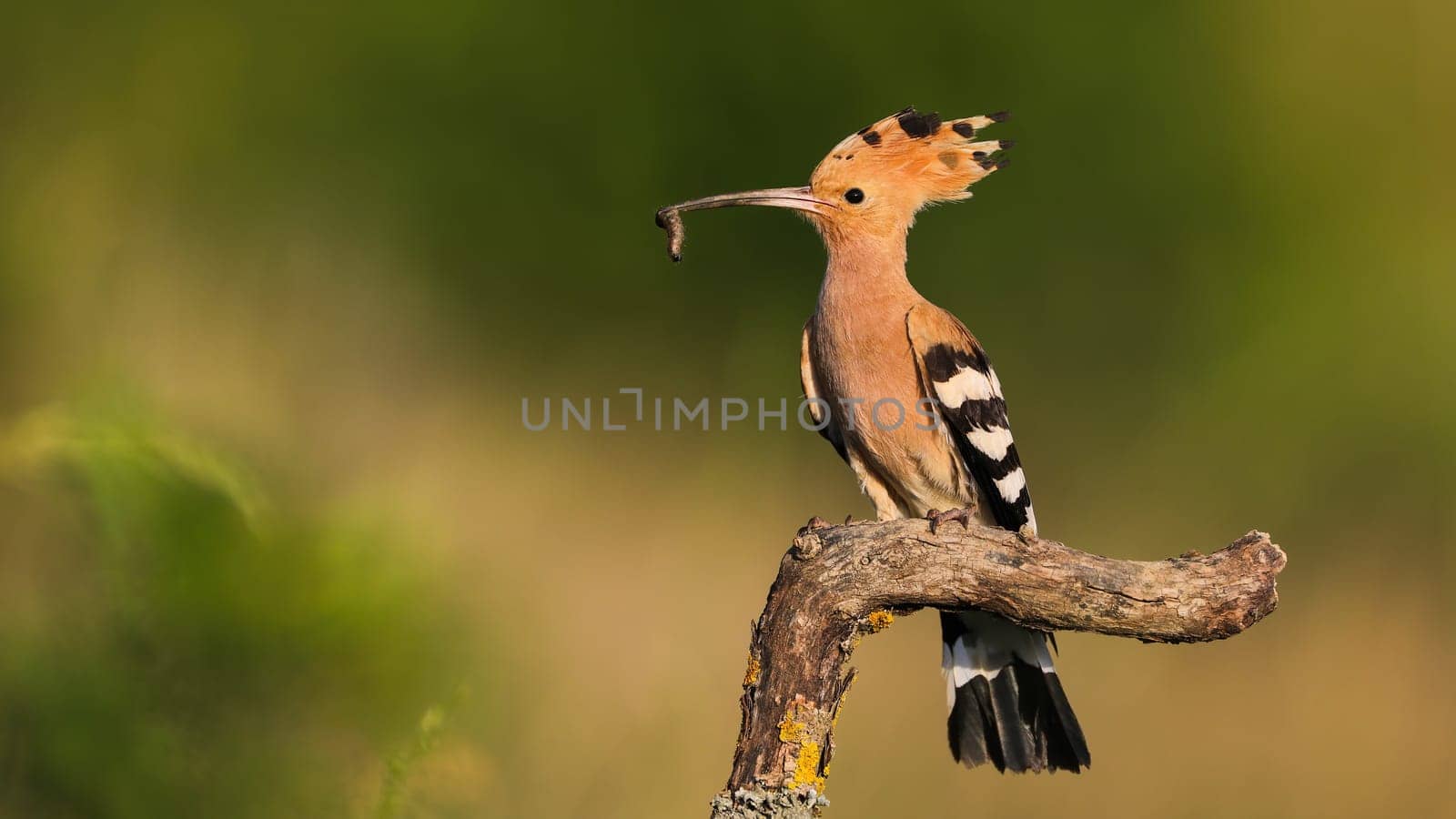 Eurasian hoopoe, upupa epops, perched on branch in summer at sunset with copy space. Wild bird in natural environment illuminated by sunset. Animal wildlife in nature.