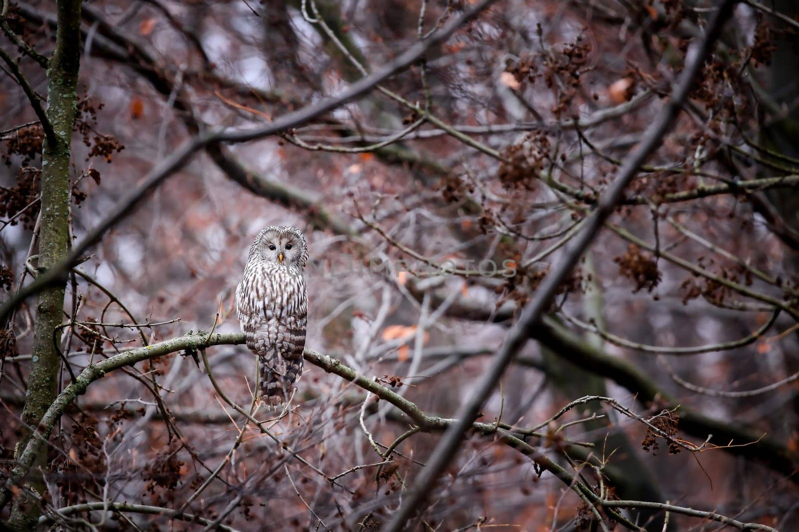 ural owl, strix uralensis, sitting on a branch in forest well hidden thanks to its camouflaging feathers. Mimicry in animal wildlife species. Bird resting on a branch with copy space.