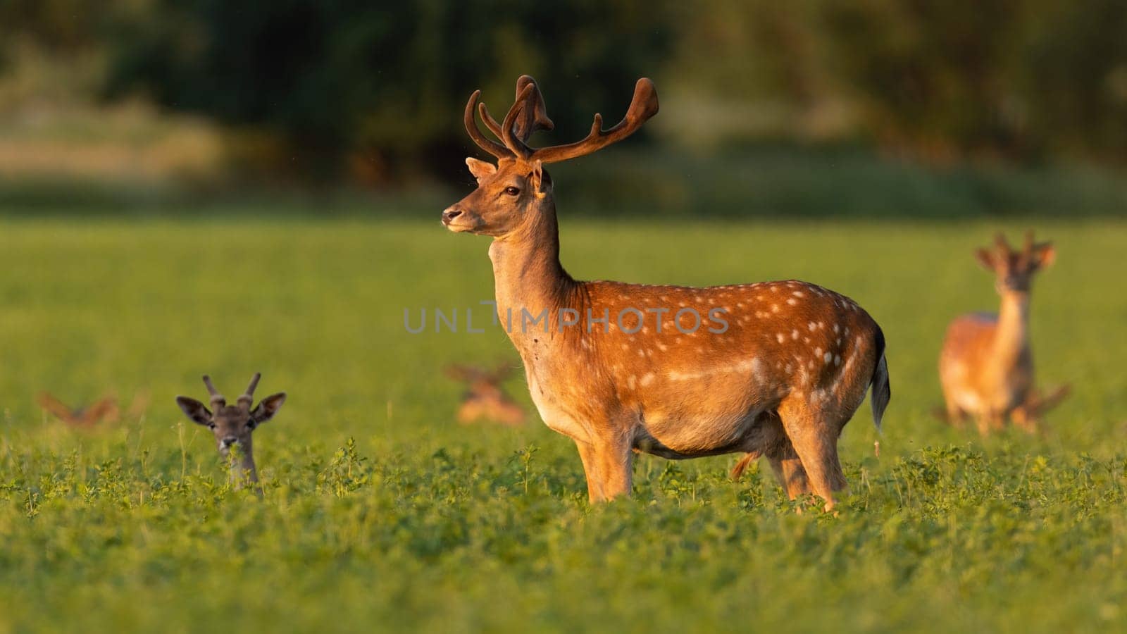 Fallow deer, dama dama, looking aside on clover in summer sunlight. Bunch of spotted mammals resting on meadow in sunlit. Stag with velvet antlers watching on grass.