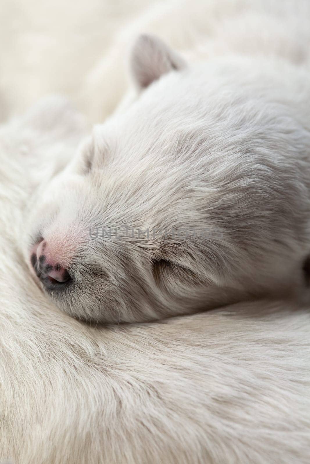 White newborn puppy sleeping
