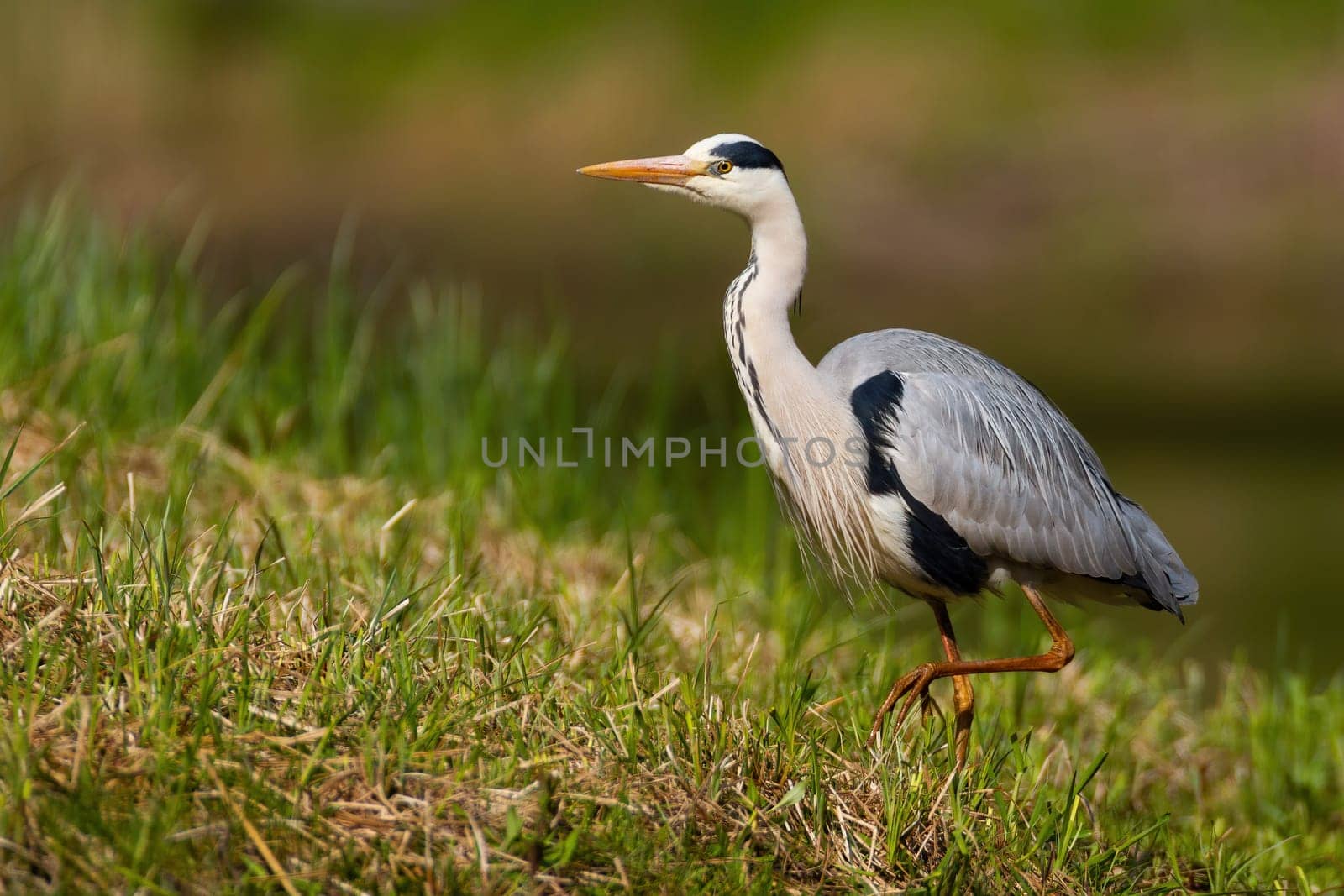 grey heron, ardea cinerea, walking on a green grass and hunting in summer nature. Large bird with long legs and beak taking a step on meadow from side view with copy space. Animal wildlife in nature.