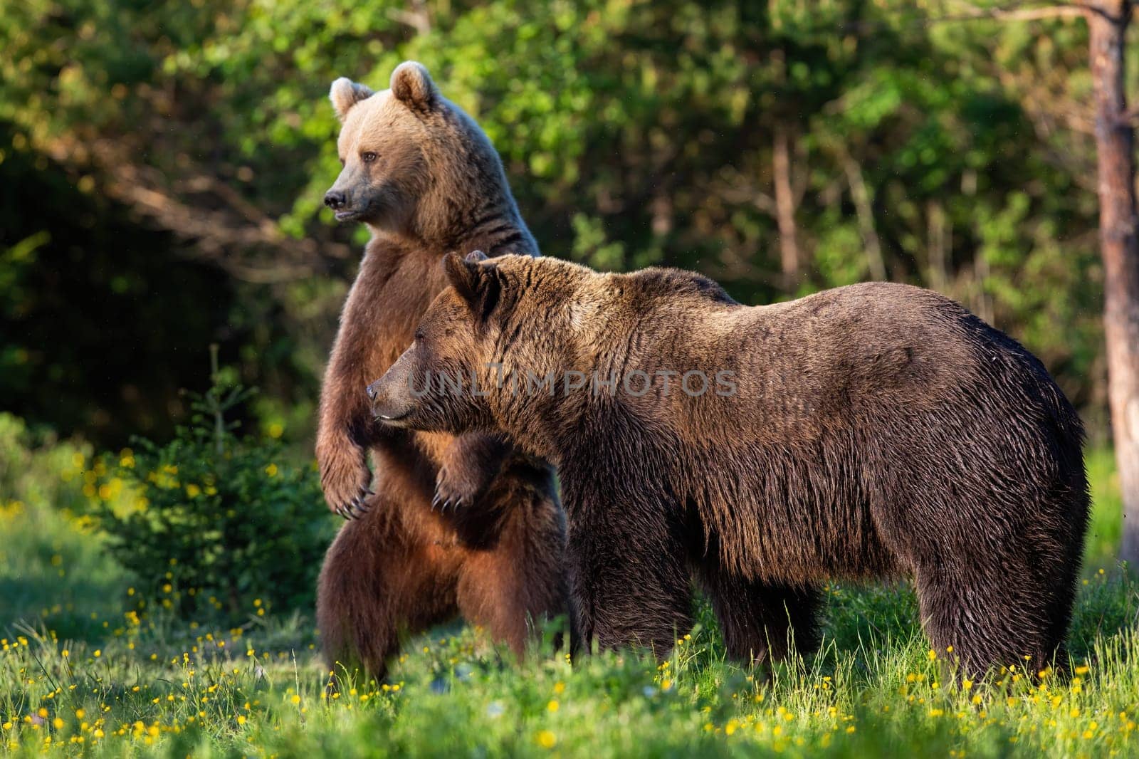 Two brown bear, ursus arctos,s standing in forest in spring nature. Pair of large mammals looking on grassland in springtime. Wild big predators watching on glade.