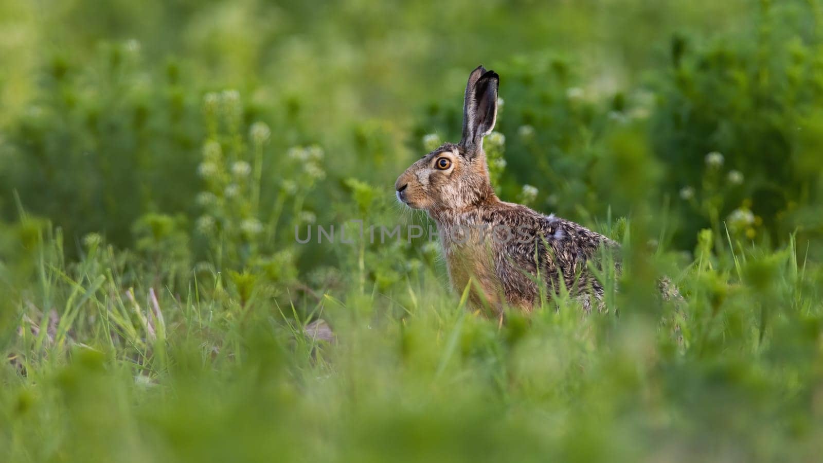 Brown hare, lepus europaeus, looking on growing meadow in summer from side. Mammal with long ears sitting on vivid grass. Wild bunny resting on field.