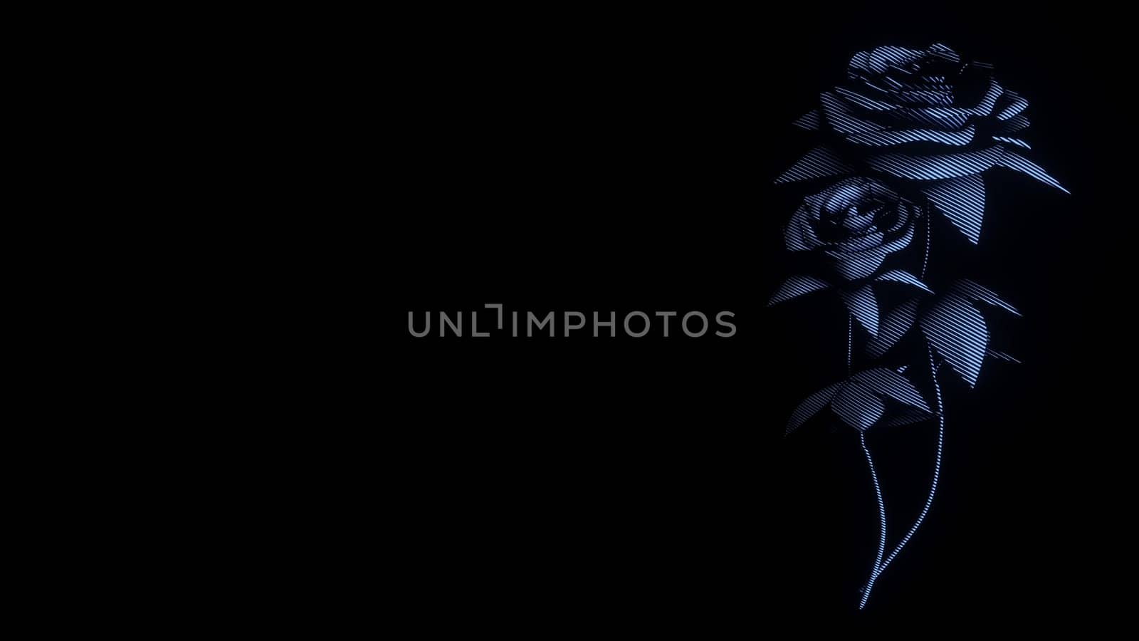 roses flowers on black background copy space line art halftone graphic style 3D illustration