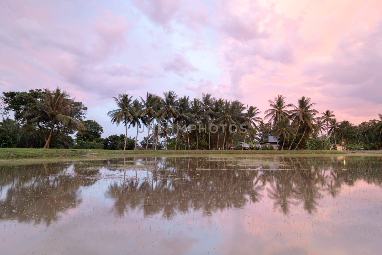 Row of coconut trees in reflection during colorful sunset sky