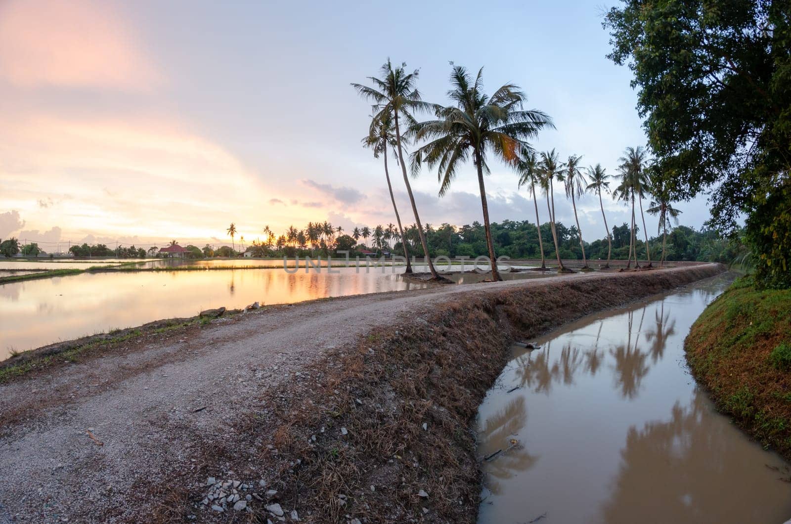 Row of coconut trees reflection in sunset near a rural path