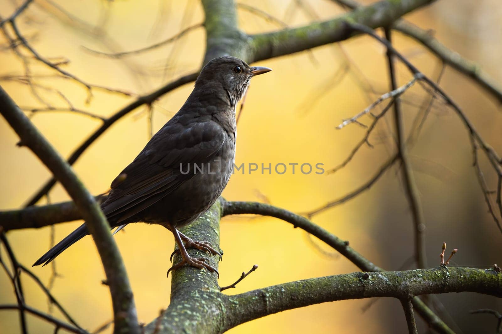 Common blackbird, turdus merula, sitting on wood in autumn nature. Songbird resting on tree in fall woodland. Female feathered animal looking on branch.