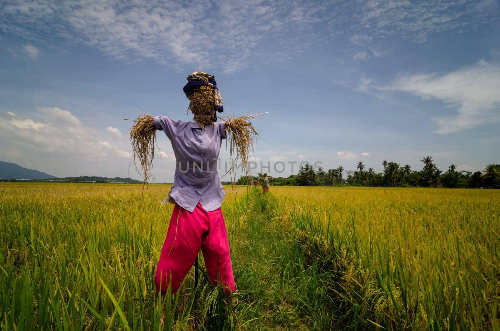 Scarecrow in Malays costume at paddy field