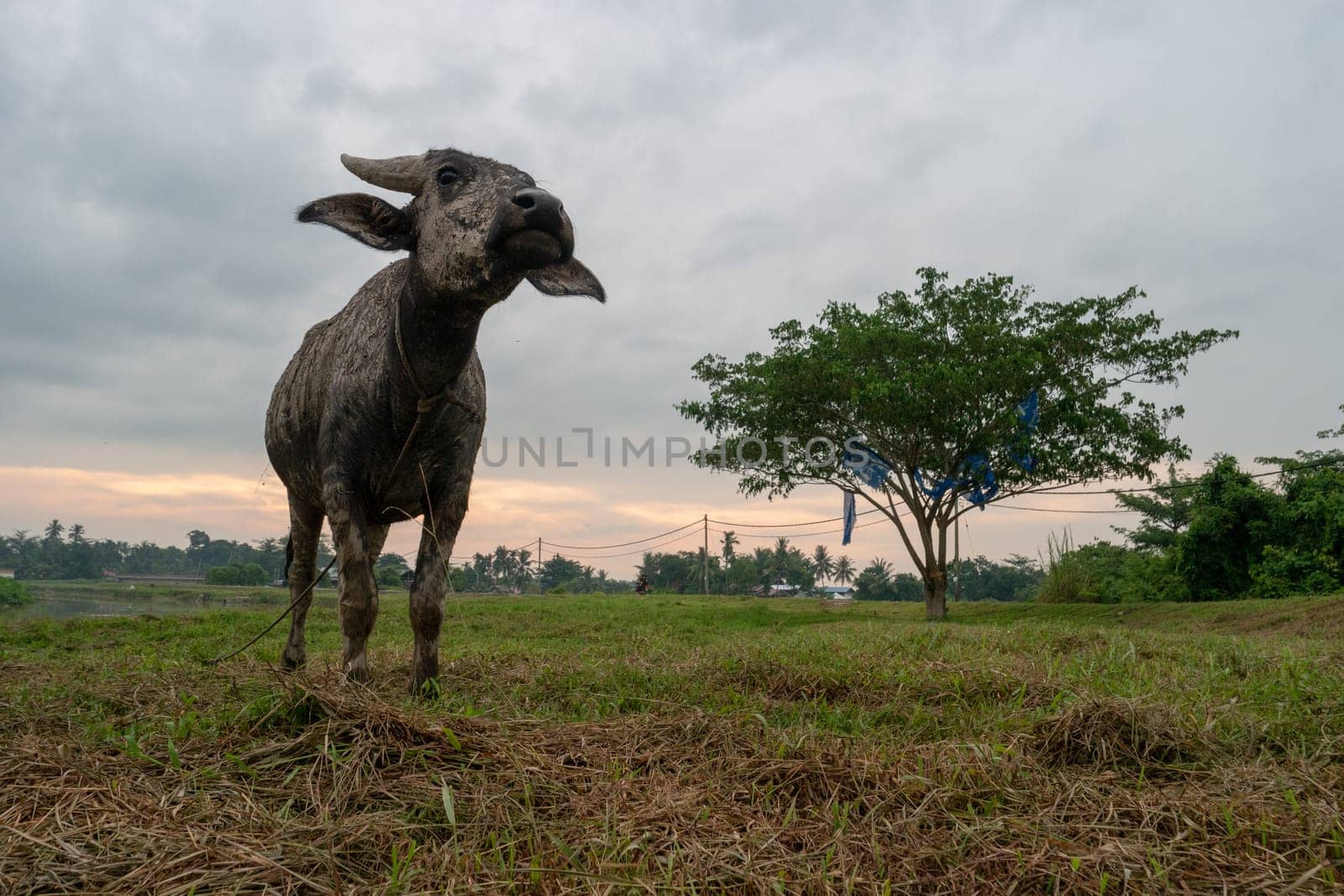 Buffalo at the rural village at Malays kampung. Low angle view from floor