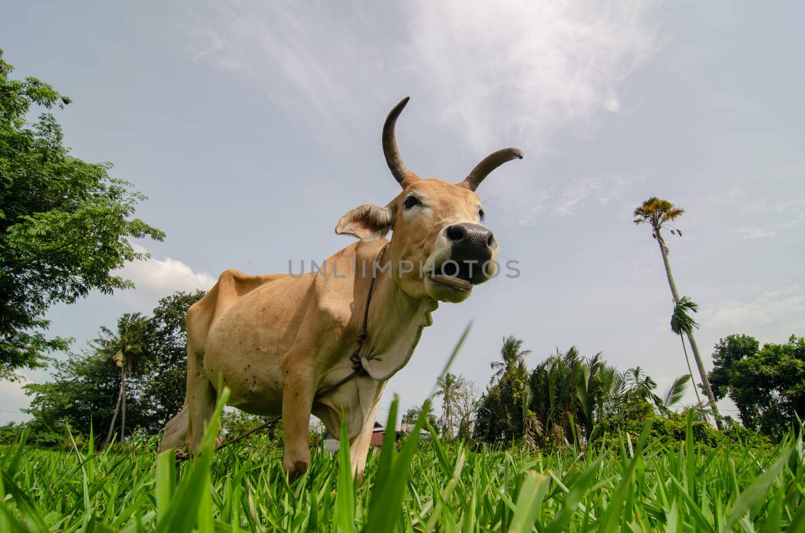 Cows is stand at green grass field. Low angle view